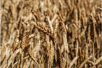 wheat drought_©AJDIN KAMBER - STOCK.ADOBE.COM_e.jpg
