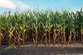 cornfield corn dry drought climate_©BITS AND SPLITS - STOCK.ADOBE.COM_e.jpg