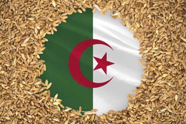Algeria flag wheat grain_©PREHISTORIK - STOCK.ADOBE.COM_e.jpg