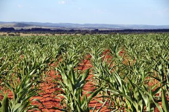 South Africa cornfield_©ELIZABETH LOMBARD - STOCK.ADOBE.COM_e.jpg
