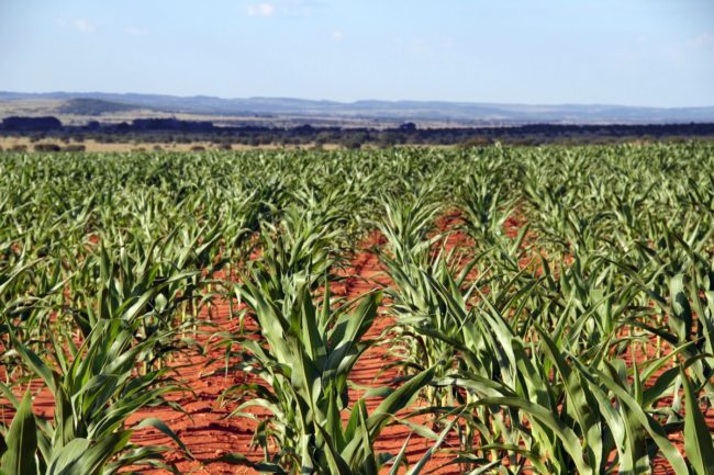 South Africa cornfield_©ELIZABETH LOMBARD - STOCK.ADOBE.COM_e.jpg