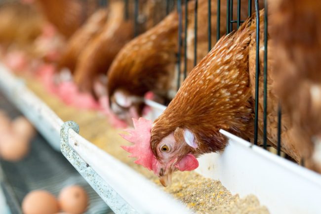 Poultry hen chicken feed_©KOKOTEWAN - STOCK.ADOBE.COM_e.jpg