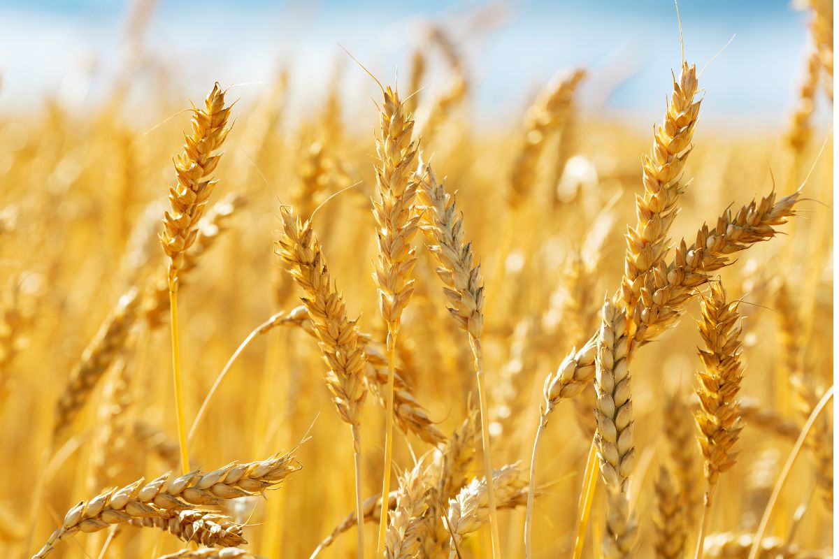wheat ears field_©NITR - STOCK.ADOBE.COM_e.jpg