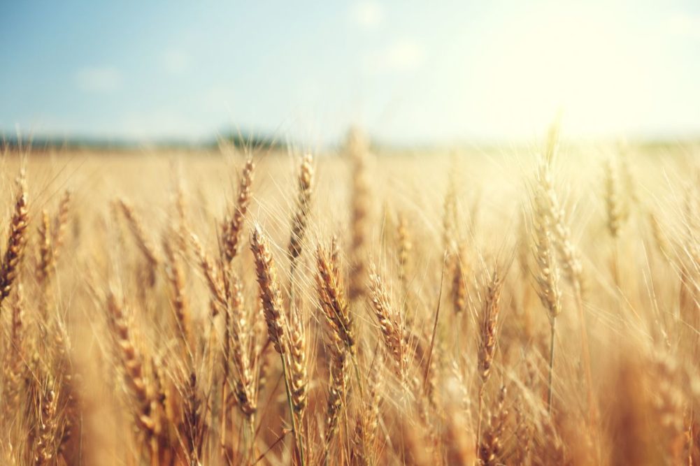 wheat field_©IAKOV KALININ - STOCK.ADOBE.COM_e.jpg