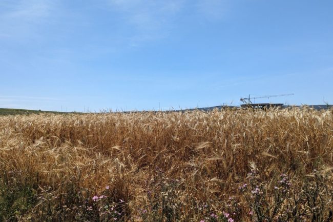 Morocco wheat field_ ©ABDELDAIM - STOCK.ADOBE.COM_e.jpg