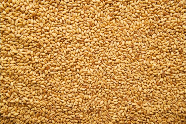 wheat grain_©BITS AND SPLITS - STOCK.ADOBE.COM_e.jpg