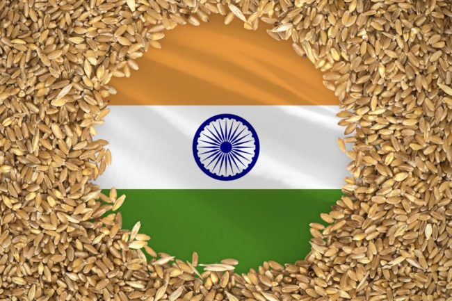 India flag wheat_©PREHISTORIK - STOCK.ADOBE.COM_e.jpg