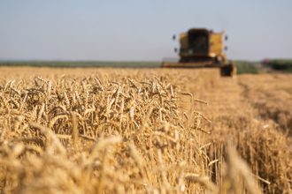 wheat field harvest_©DICKOV - STOCK.ADOBE.COM_e.jpg