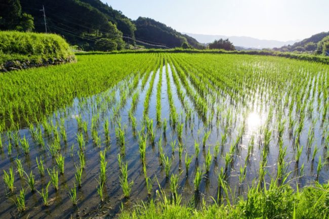rice paddy_©隼人 岩崎 - STOCK.ADOBE.COM_e.jpg
