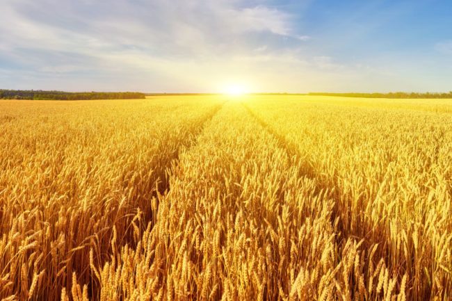 wheat field harvest_RYZHKOV OLEKSANDR - STOCK.ADOBE.COM_e.jpg