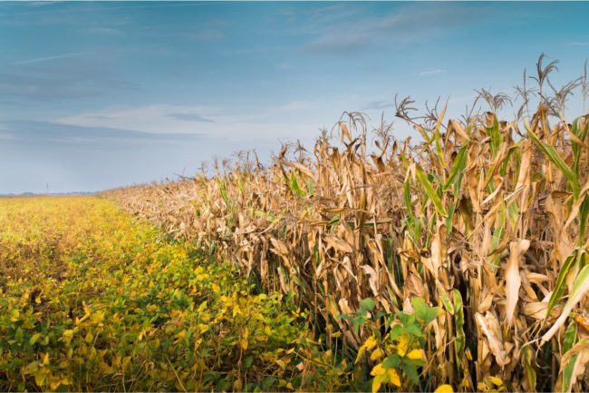 dryness_drought_weather_corn soybean fields_©DUSAN KOSTIC - STOCK-ADOBE.COM_e.jpg