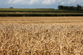 England wheat_©TATIANA CEBAN - STOCK.ADOBE.COM_e.jpg