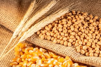 wheat corn soy_©ALFRIBEIRO - STOCK.ADOBE.COM_e.jpg