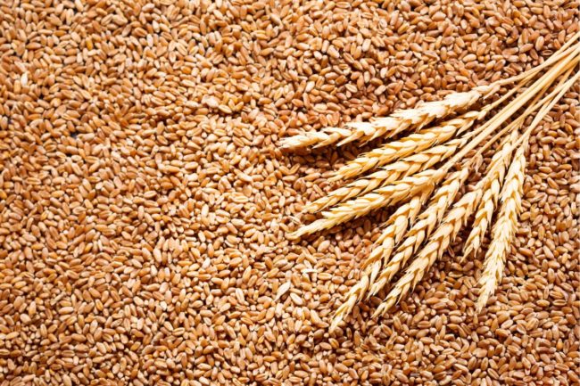 wheat grain_©NITR - STOCK.ADOBE.COM_e.jpg