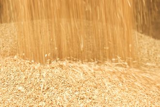 wheat grain flowing_©DENISPRODUCTION.COM - STOCK-ADOBE.COM_e.jpg