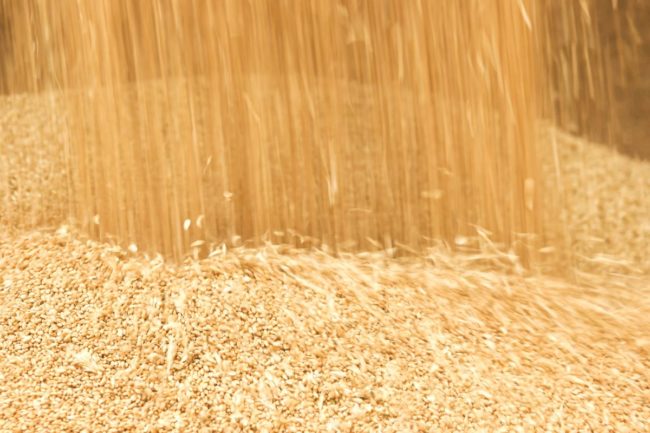 wheat grain flowing_©DENISPRODUCTION.COM - STOCK-ADOBE.COM_e.jpg