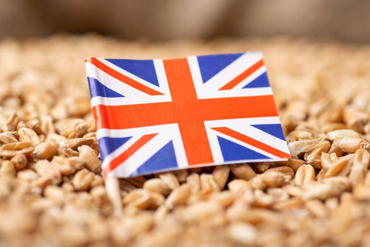 UK to boost climate-resilient crop research