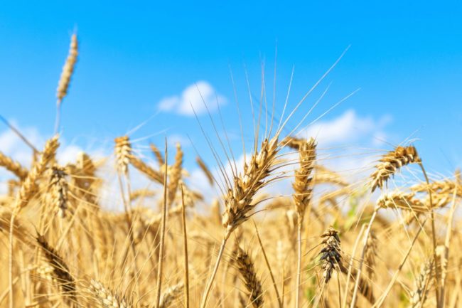 wheat field_©SASHA - STOCK.ADOBE.COM_e.jpg