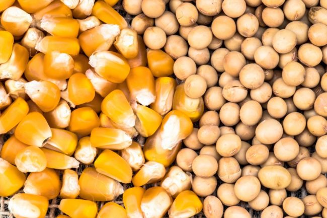 corn soybeans_©ALFRIBEIRO - STOCK.ADOBE.COM_e.jpg