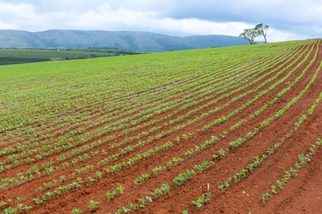 Brazil soybean field_©IMAGO WIRESTOCK CREATORS - STOCK.ADOBE.COM_e.jpg
