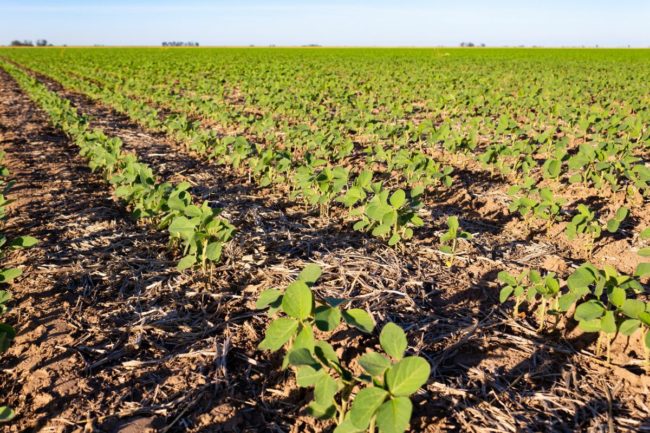 soybean field_Argentina_©GABRIELA BERTOLINI WIRESTOCK CREATORS - STOCK.ADOBE.COM_e.jpg