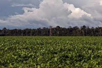 soybean field_deforestation_Brazil_ Credit ©LUCIANO DE FAVERI_e.jpg