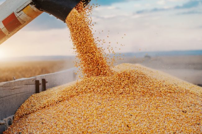 corn harvest_©DUSANPETKOVIC1 - STOCK.ADOBE.COM_e.jpg
