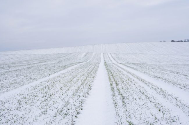 snow winter wheat field_©VOLODYMYR - STOCK.ADOBE.COM_e.jpg