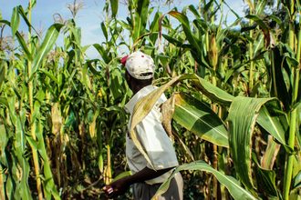 Kenya Africa cornfield farmer_©JOAO COMPASSO - STOCK.ADOBE.COM_e.jpg