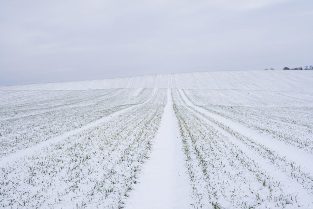 wheat field snow_©VOLODYMYR - STOCK.ADOBE.COM_e.jpg