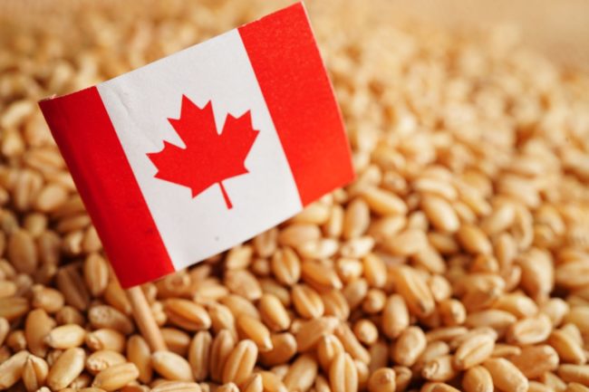 Canada wheat flag_©MANASSANANT - STOCK.ADOBE.COM_e.jpg