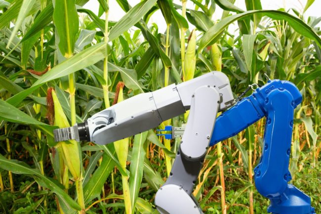 corn robotics technology automation_©KINWUN - STOCK.ADOBE.COM_e.jpg