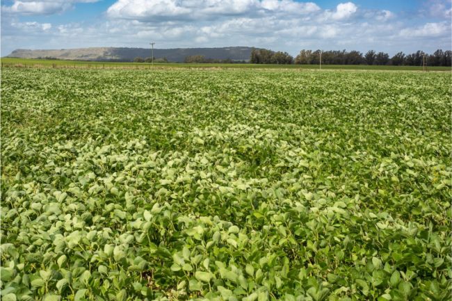 soybean field_Argentina_©PHJACKY65 - STOCK.ADOBE.COM_e.jpg