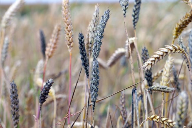 Mycotoxins wheat ears_©TOMASZ - STOCK.ADOBE.COM_e.jpg