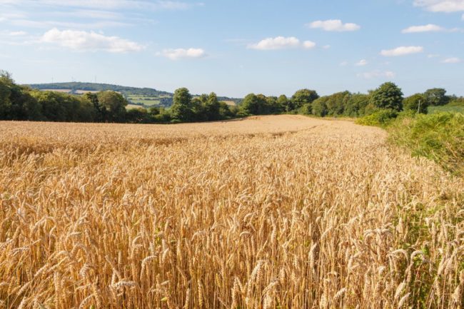 wheat field_France_©OCEANE2508 - STOCK.ADOBE.COM_e.jpg