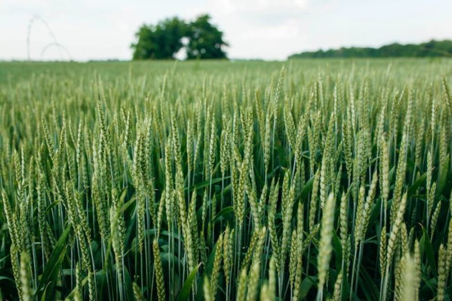 green wheat field_©ANDREW_SHOTS - STOCK.ADOBE.COM_e.jpg