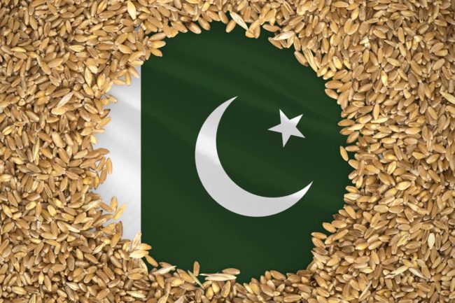 Pakistan flag_wheat grain_©PREHISTORIK - STOCK.ADOBE.COM_e.jpg