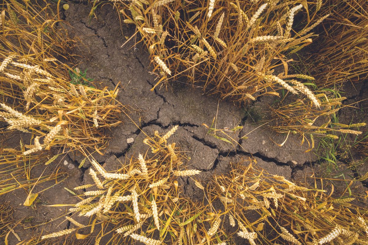 wheat grain drought climate_©RONSTIK - STOCK.ADOBE.COM_e.jpg