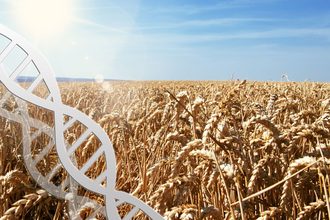 gene editing_gmo_biotechnology wheat_©JULIANE FRANKE -STOCKADOBE.COM_e.jpg