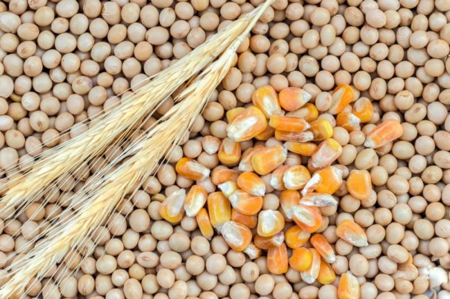 corn wheat soybean_©ALFRIBEIRO - STOCK.ADOBE.COM_e.jpg