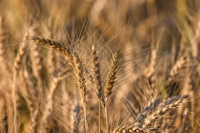 wheat field_©JENNIFER - STOCK.ADOBE.COM_e.jpg