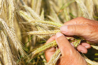 Cgc wheat inspection photo cred adobestock jochen netzker