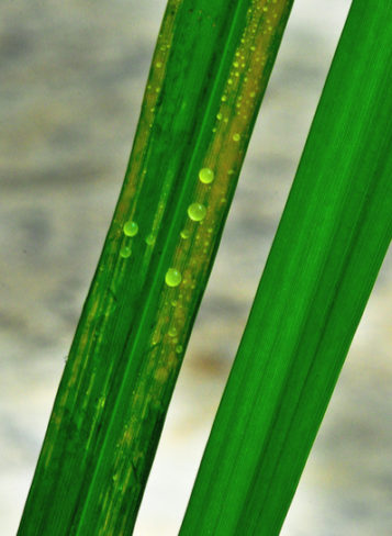 bacterial blight in rice