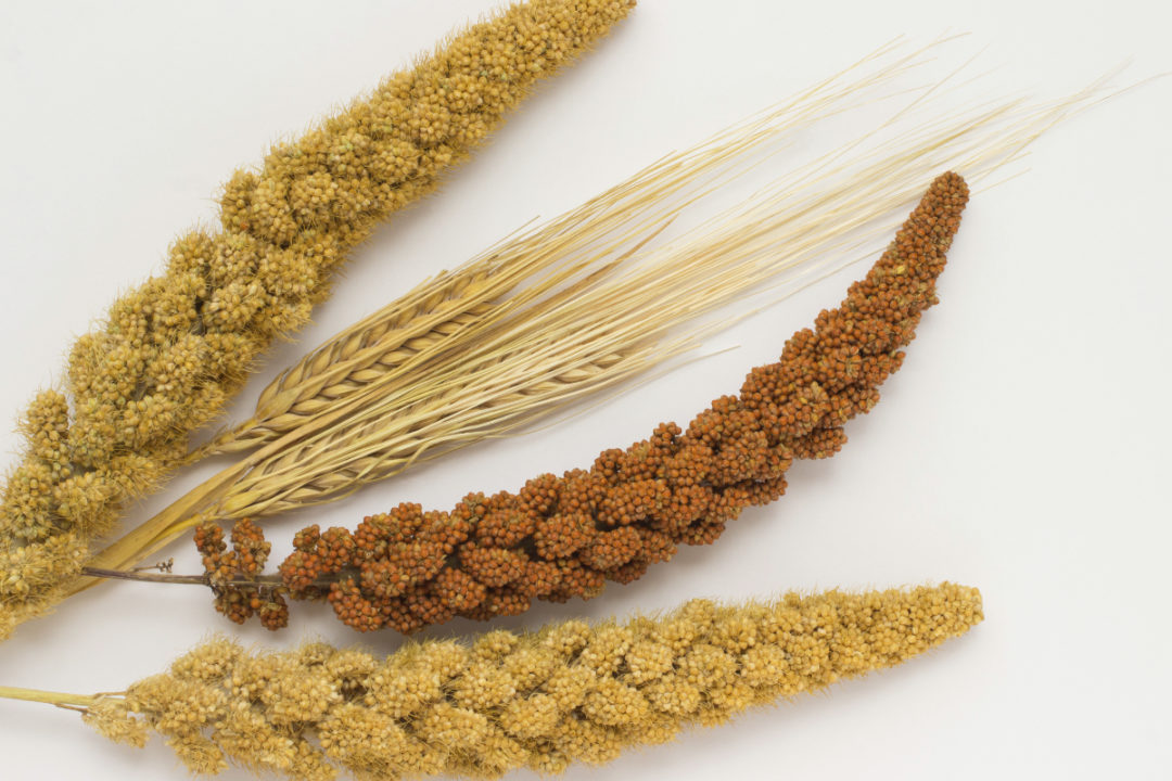 sorghum wheat