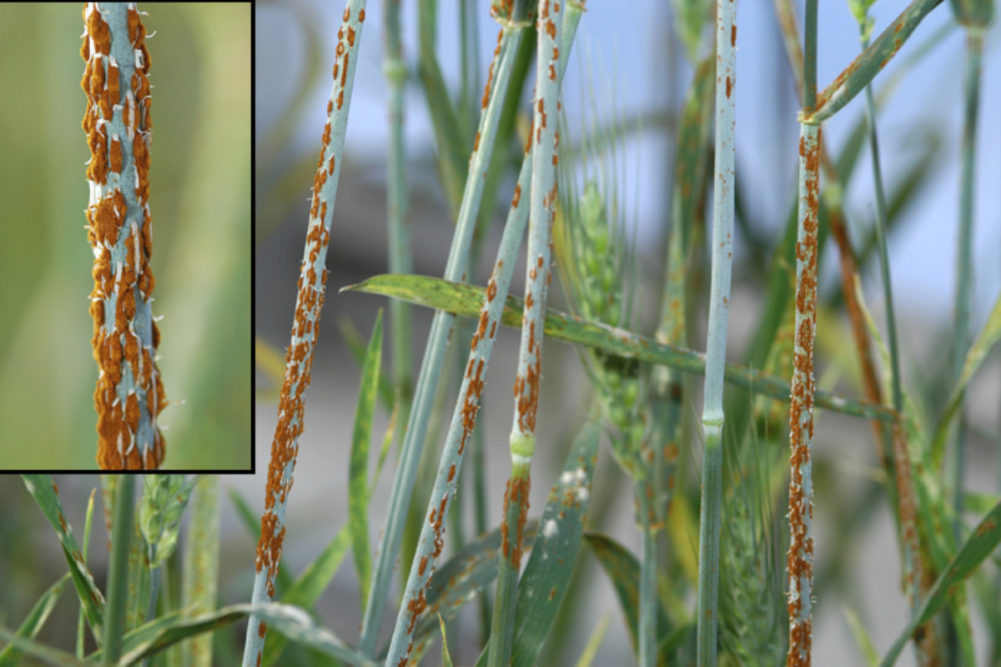 USDA ARS wheat stem rust