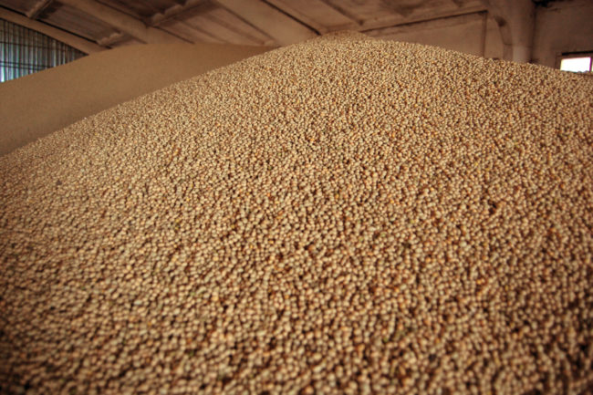 soybean storage