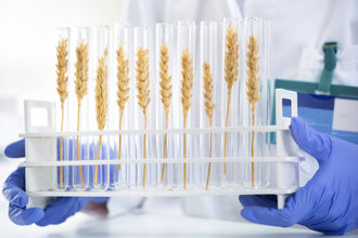Wheat biotechnology photo cred adobestock e