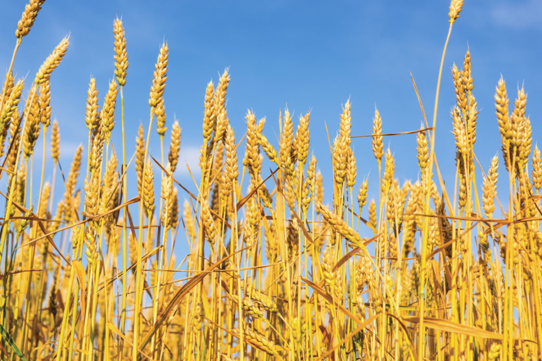 Wheat Wheat: Benefits,