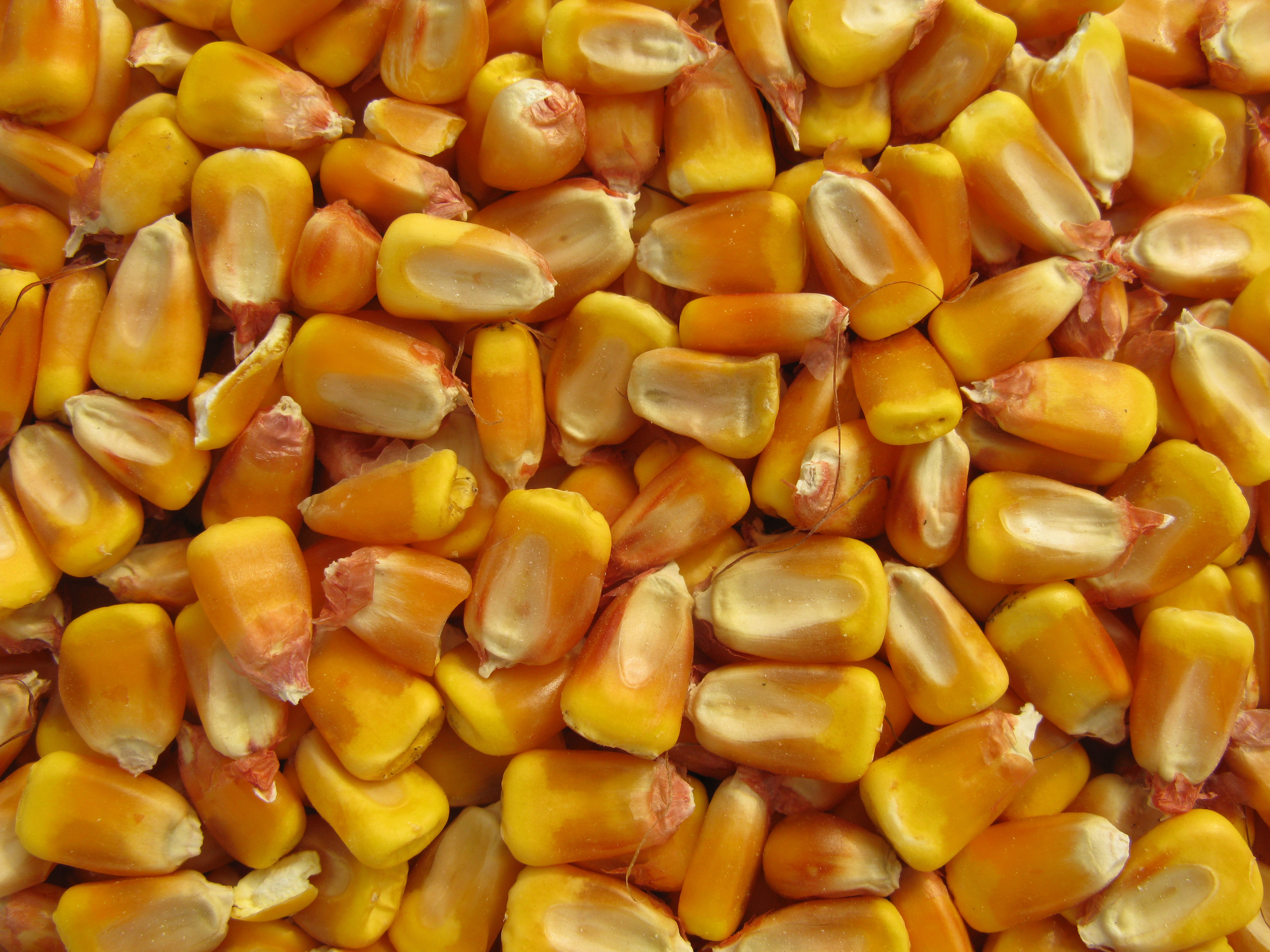 corn trade market