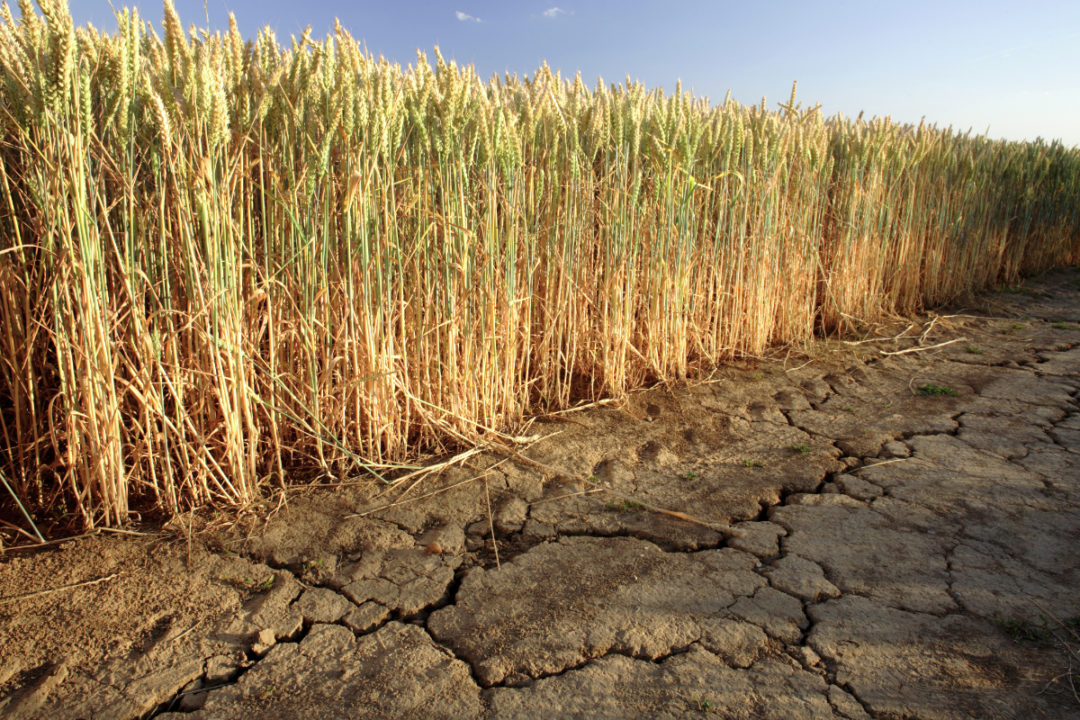drought hit wheat field